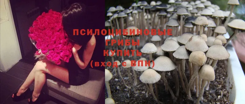 kraken онион  дарк нет состав  Галлюциногенные грибы Psilocybine cubensis  Алупка 